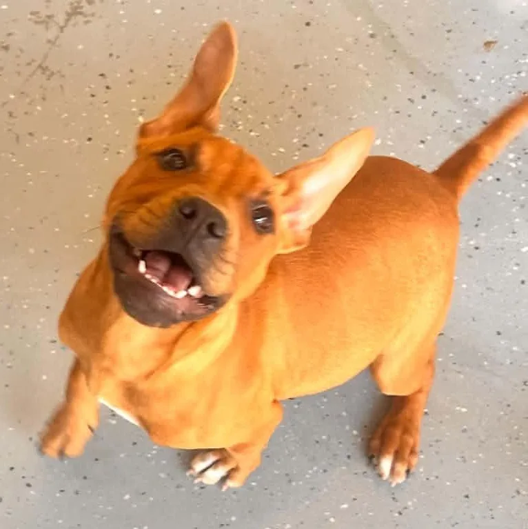 A young medium-sized female Pit Bull Terrier dog named Rogue for adoption in Bishopville, SC