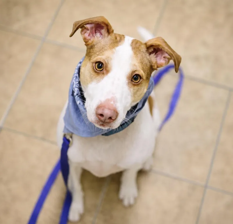 A senior medium-sized male Jack Russell Terrier dog named Smokey for adoption in Syracuse, NY