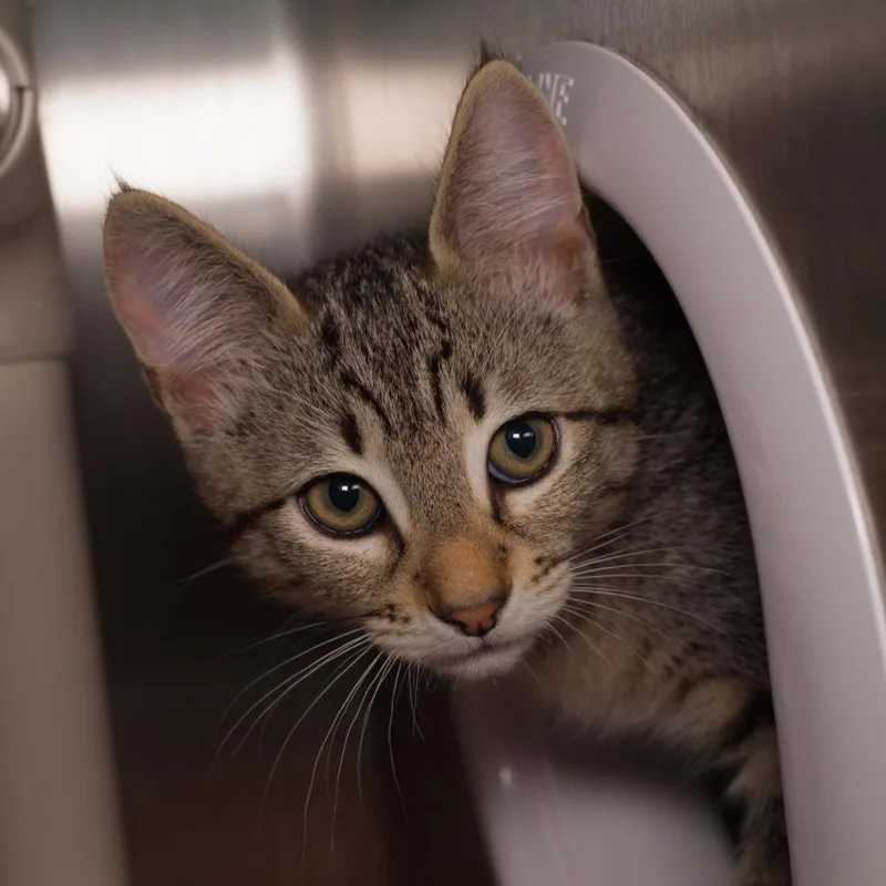 A baby medium-sized male Domestic Short Hair cat named Chiaroscuro for adoption in Shoreline, WA