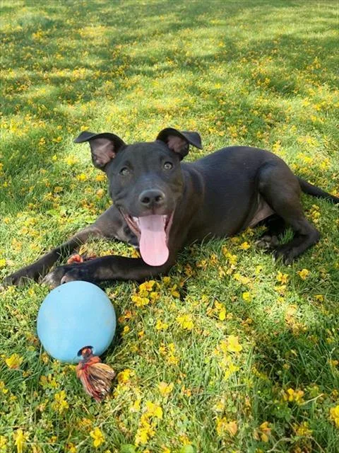 A baby small-sized male Pit Bull Terrier dog named Oreo for adoption in Thousand Palms, CA