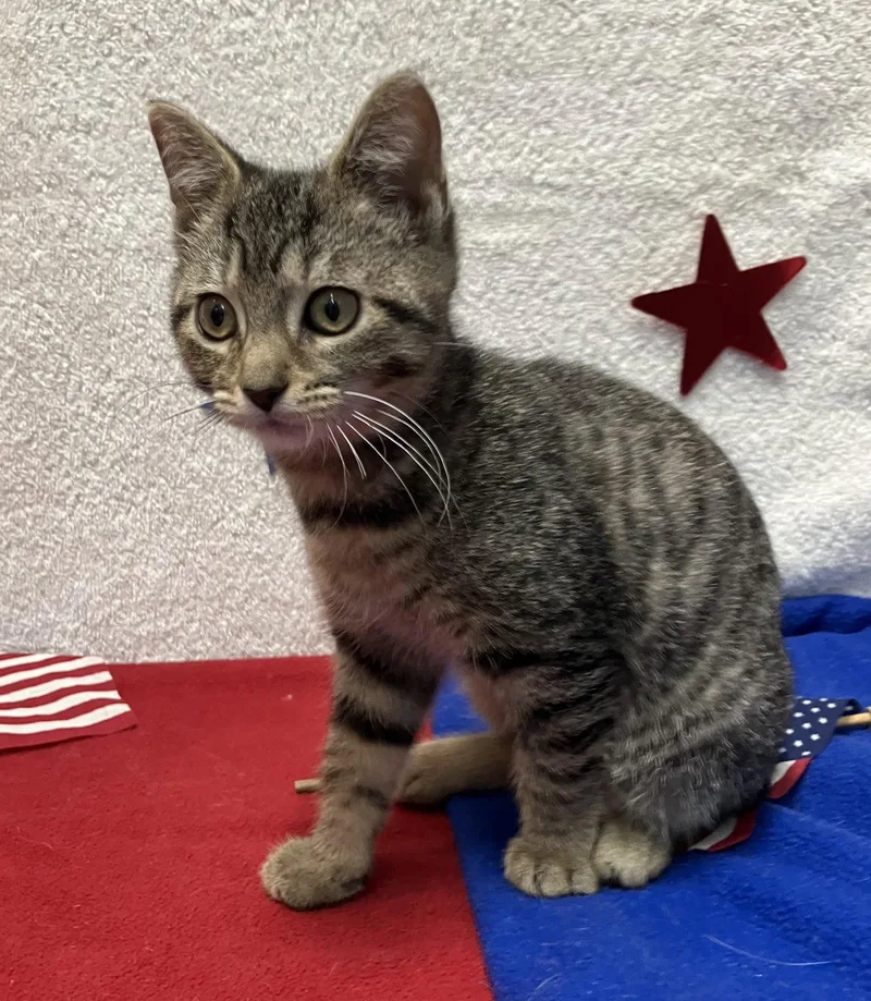 A baby medium-sized female Domestic Short Hair cat named Clara for adoption in Dublin, OH