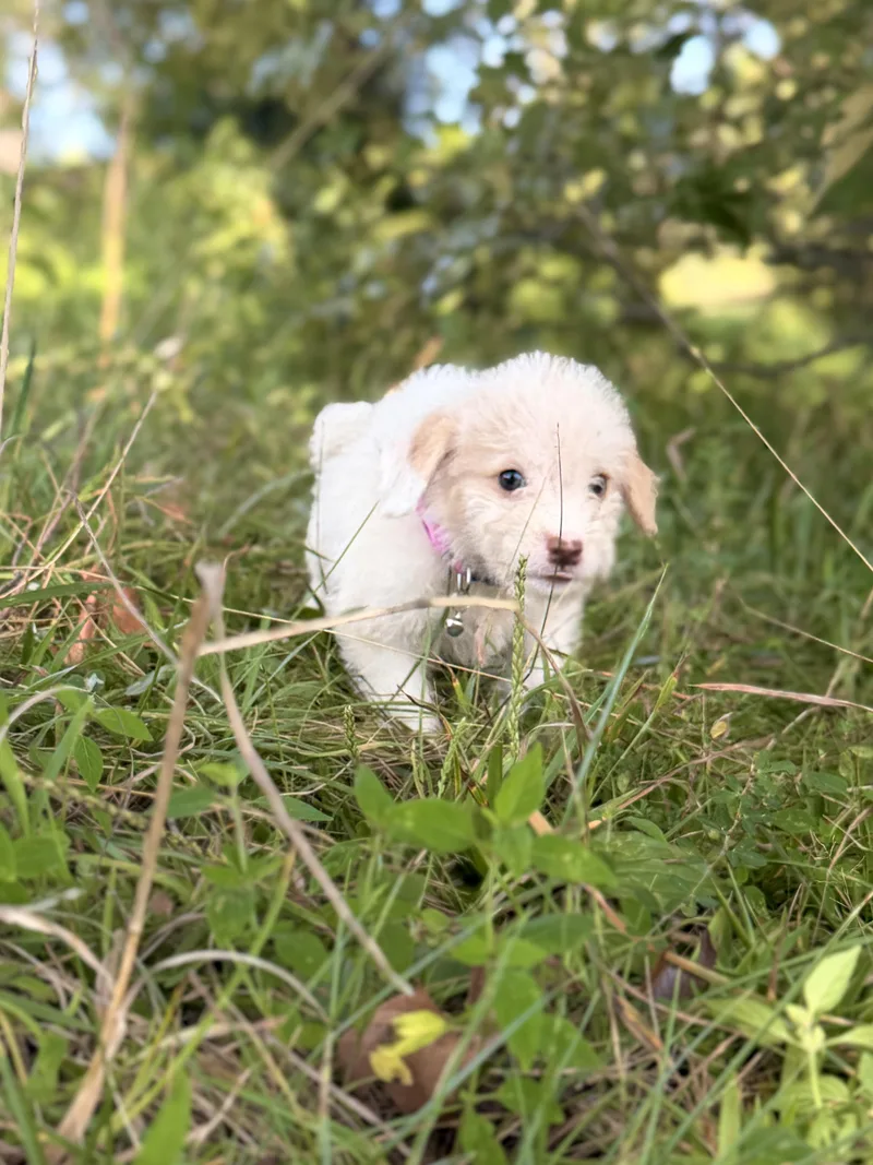 A baby small-sized female White / Cream Wheaten Terrier dog named Patsy Transport for adoption in Gradyville, KY
