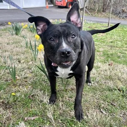 A senior medium-sized female Pit Bull Terrier dog named Pibby for adoption in Quakertown, PA