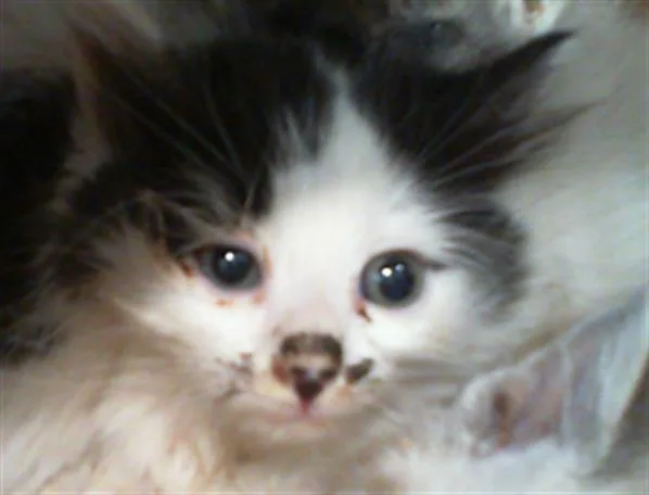 A baby small-sized male Domestic Medium Hair cat named Snoopy for adoption in Charlotte, NC