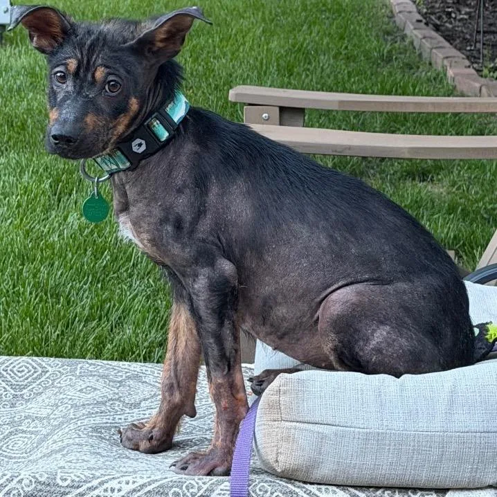 A baby small-sized female Black Mixed Breed dog named Eduardo for adoption in Buffalo, MN