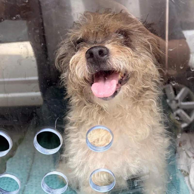 An adult small-sized male Black Mixed Breed dog named Patrick for adoption in Philadelphia, PA
