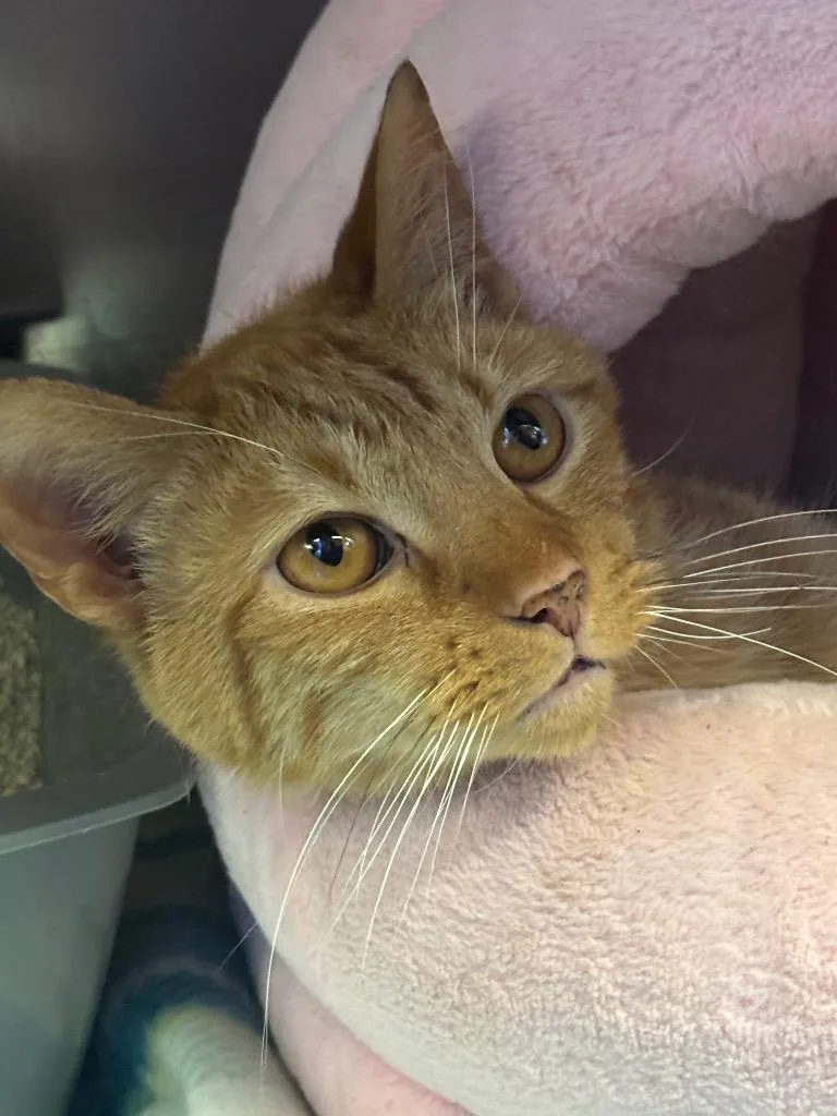An adult medium-sized male Domestic Short Hair cat named Eddie for adoption in Wintersville, OH