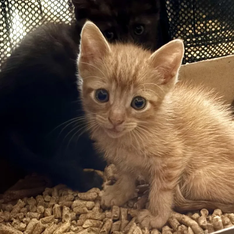 A baby medium-sized female Tabby (Orange / Red) Domestic Short Hair cat named Raeve for adoption in Wildomar, CA