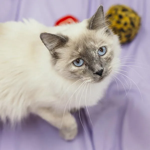 Georgia  Bonded Buddies