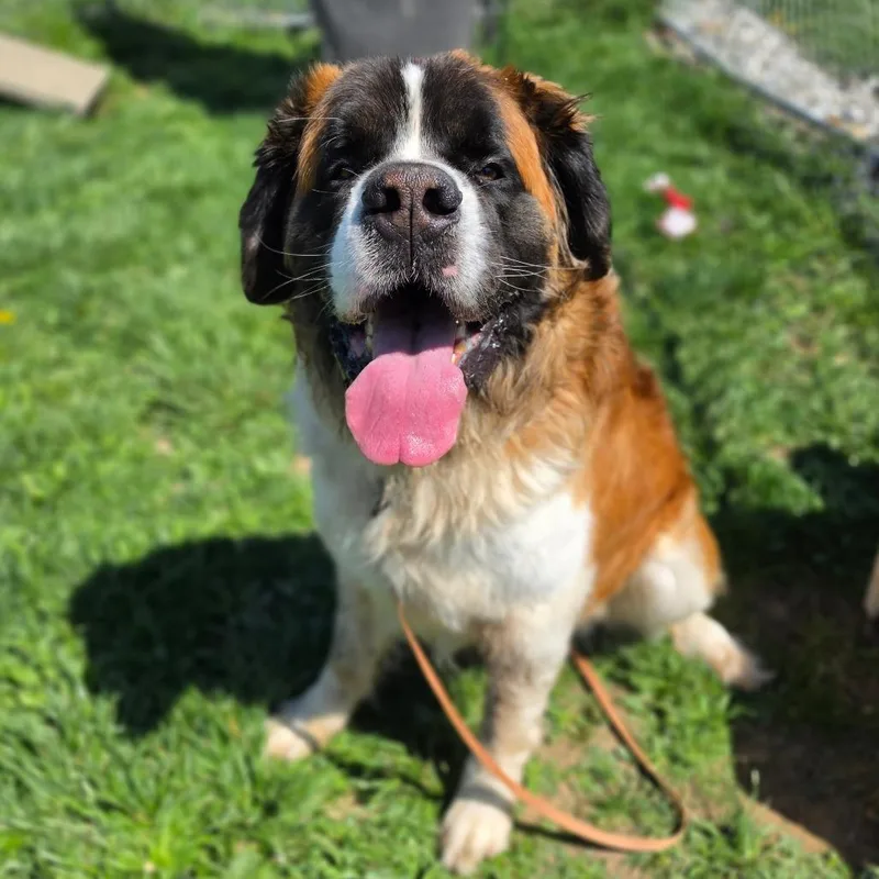 An adult extra large-sized male Brown / Chocolate Saint Bernard dog named Boog for adoption in Easton, PA