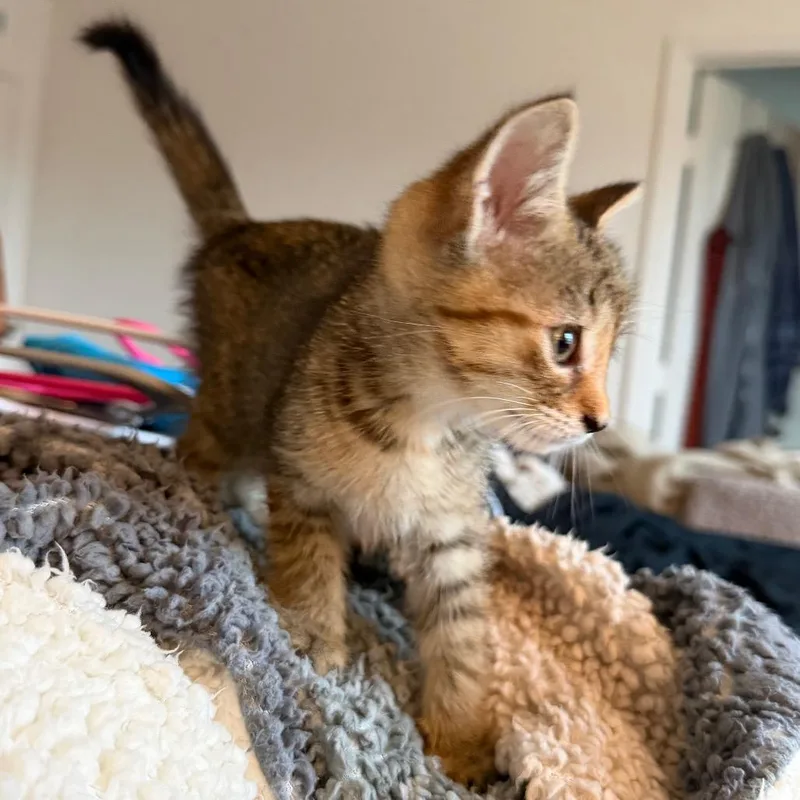 A baby small-sized female Torbie Domestic Short Hair cat named Janet Jackson for adoption in Gainesville, FL
