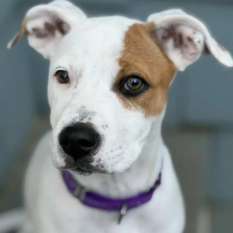 A baby medium-sized female White / Cream Australian Shepherd dog named Speckles for adoption in Chatham, NJ