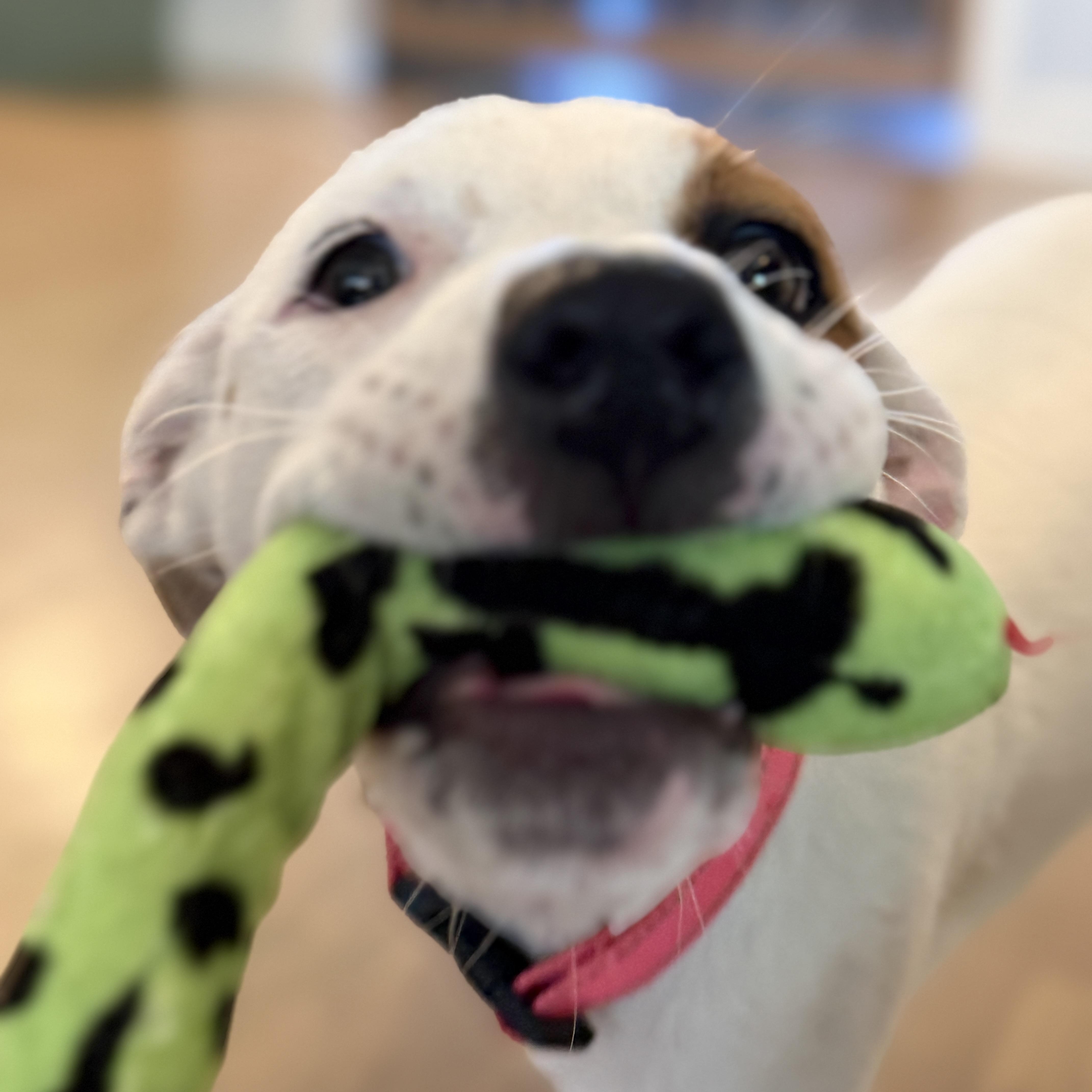 Speckles thumbnail 6
