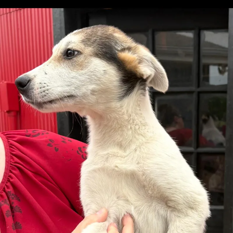 A baby large-sized female White / Cream Shepherd dog named Jules for adoption in Pittsburg, KS