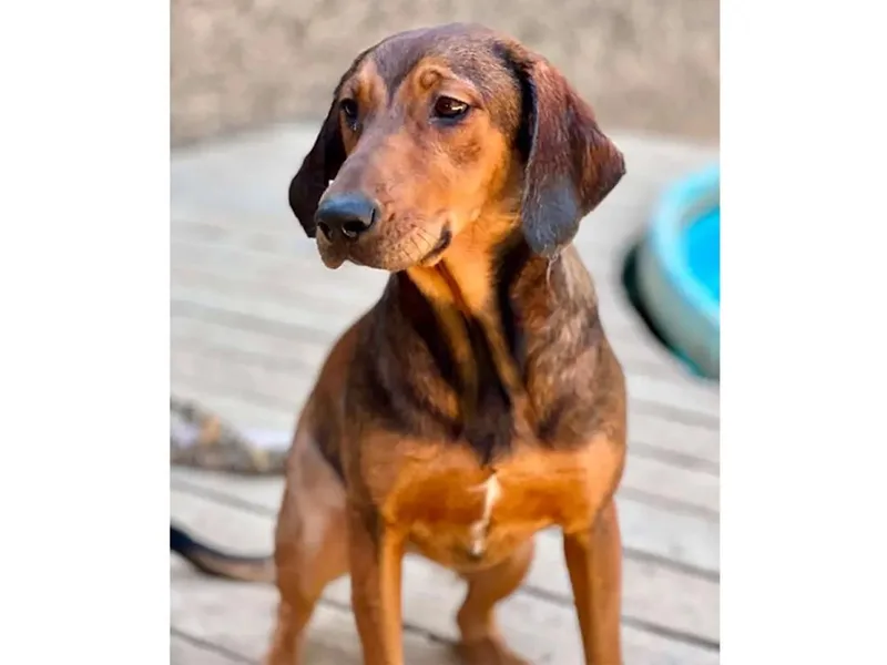 A baby large-sized female Black and Tan Coonhound dog named Kiowa for adoption in Leawood, KS