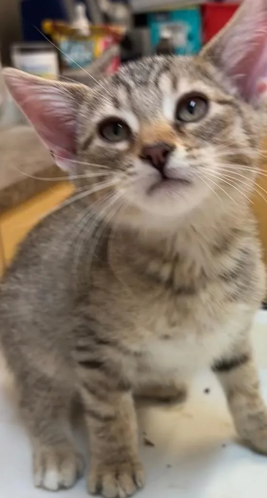 A baby small-sized male Domestic Short Hair cat named Steve for adoption in Elizabethton, TN