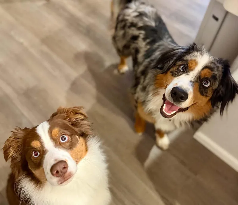 A young medium-sized male Australian Shepherd dog named Louie for adoption in Silvana, WA