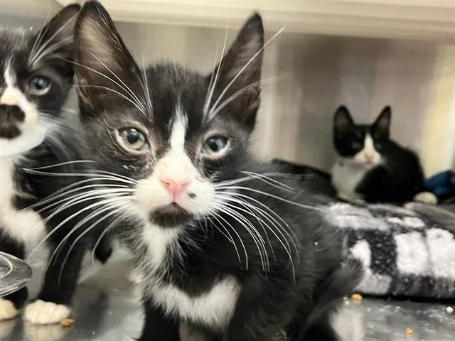 A baby small-sized male Domestic Short Hair cat named Powers for adoption in Tustin, CA