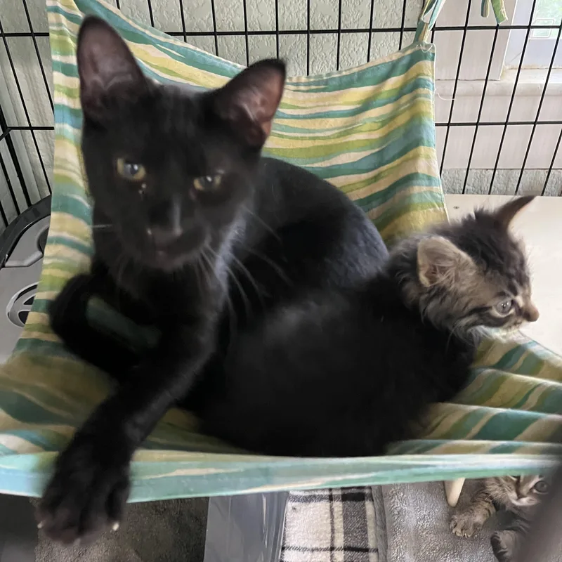 A baby medium-sized male Black Domestic Short Hair cat named HayHay for adoption in Moline, IL