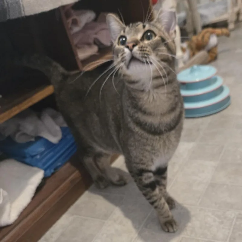 An adult medium-sized male Brown / Chocolate Domestic Short Hair cat named Bobby for adoption in Clearwater, FL