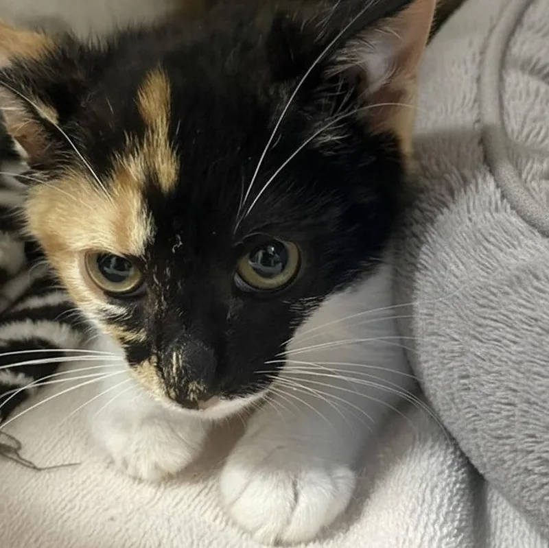 A baby small-sized female Calico Domestic Short Hair cat named Apple Juice at Elyria for adoption in Elyria, OH