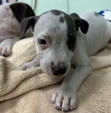 A baby large-sized male Mixed Breed dog named Ult for adoption in Savannah, GA