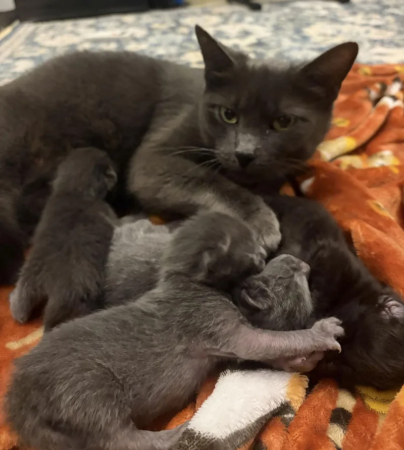An adult medium-sized female Domestic Short Hair cat named Momma Graycee May for adoption in Frisco, TX