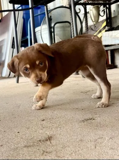 A baby small-sized female Brown / Chocolate Chihuahua dog named Bingo for adoption in Liverpool, TX