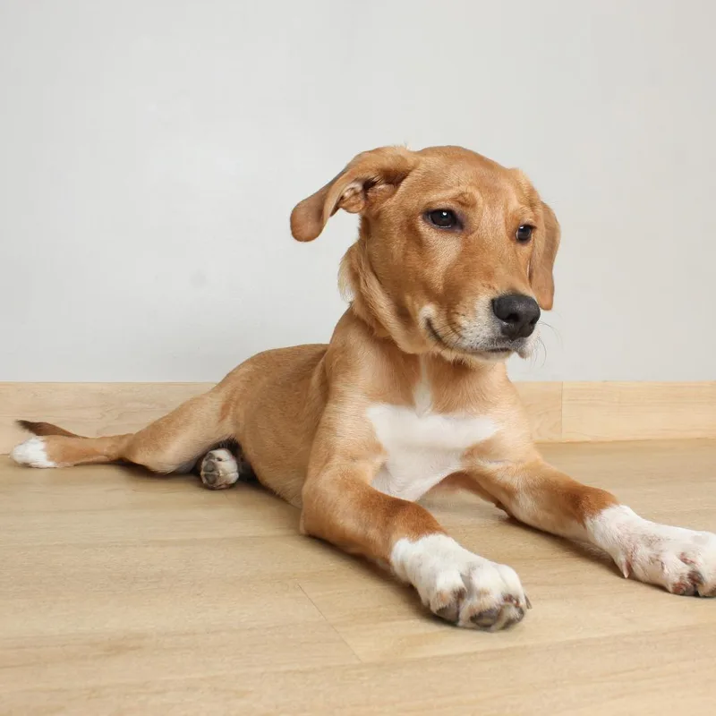 A young medium-sized male Yellow / Tan / Blond / Fawn Mountain Cur dog named Ryker D for adoption in Minnetonka, MN