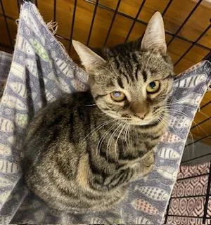 Regis  Gorgeous Bobtail thumbnail 2