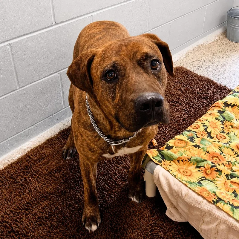 An adult large-sized female Mixed Breed dog named Molly  Delta for adoption in Ridgway, CO