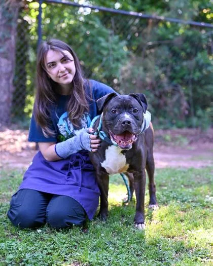 An adult large-sized male Mixed Breed dog named Tower for adoption in Chamblee, GA