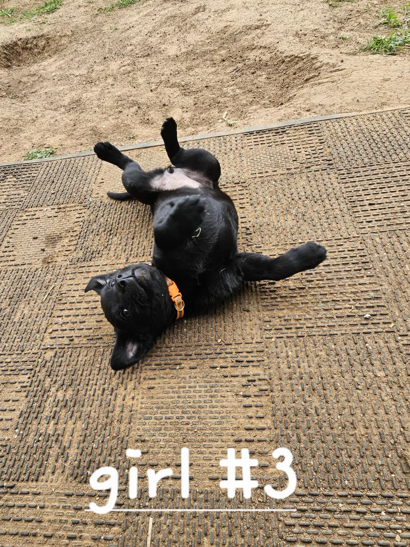 A baby medium-sized female Black Australian Cattle Dog / Blue Heeler dog named Lollie for adoption in Cleveland, OK