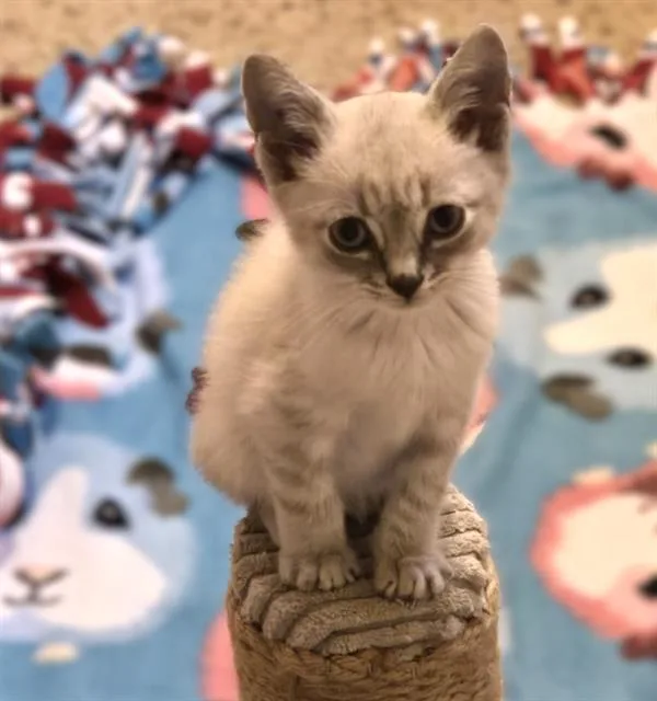 A baby small-sized male Domestic Short Hair cat named Casper for adoption in Sacramento, CA