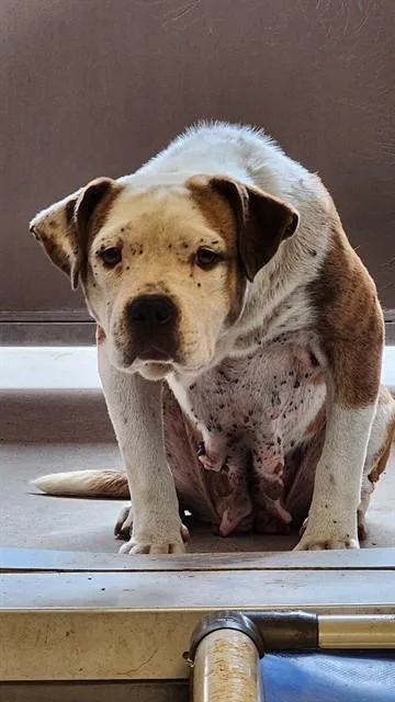 A young large-sized female Pit Bull Terrier dog named Daisey for adoption in Albuquerque, NM