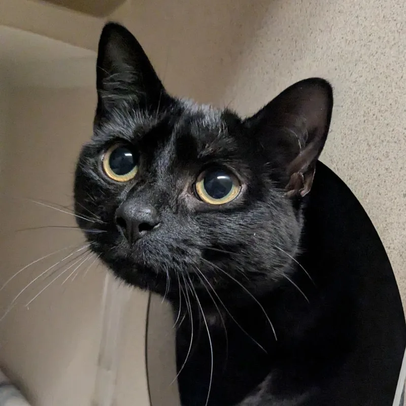 Spaghetti thumbnail 2