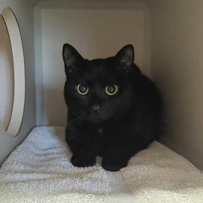 Spaghetti thumbnail 3