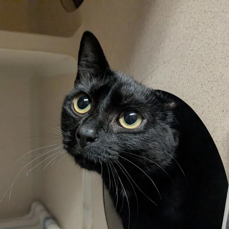 Spaghetti thumbnail 4