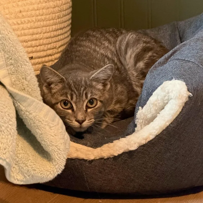A baby small-sized female Gray / Blue / Silver Domestic Short Hair cat named Sauce for adoption in South Elgin, IL