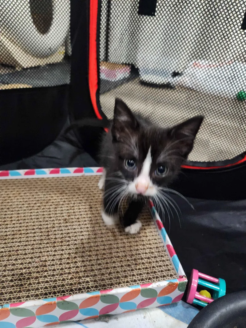 A baby small-sized male Tabby (Gray / Blue / Silver) American Shorthair cat named Club for adoption in North Bergen, NJ