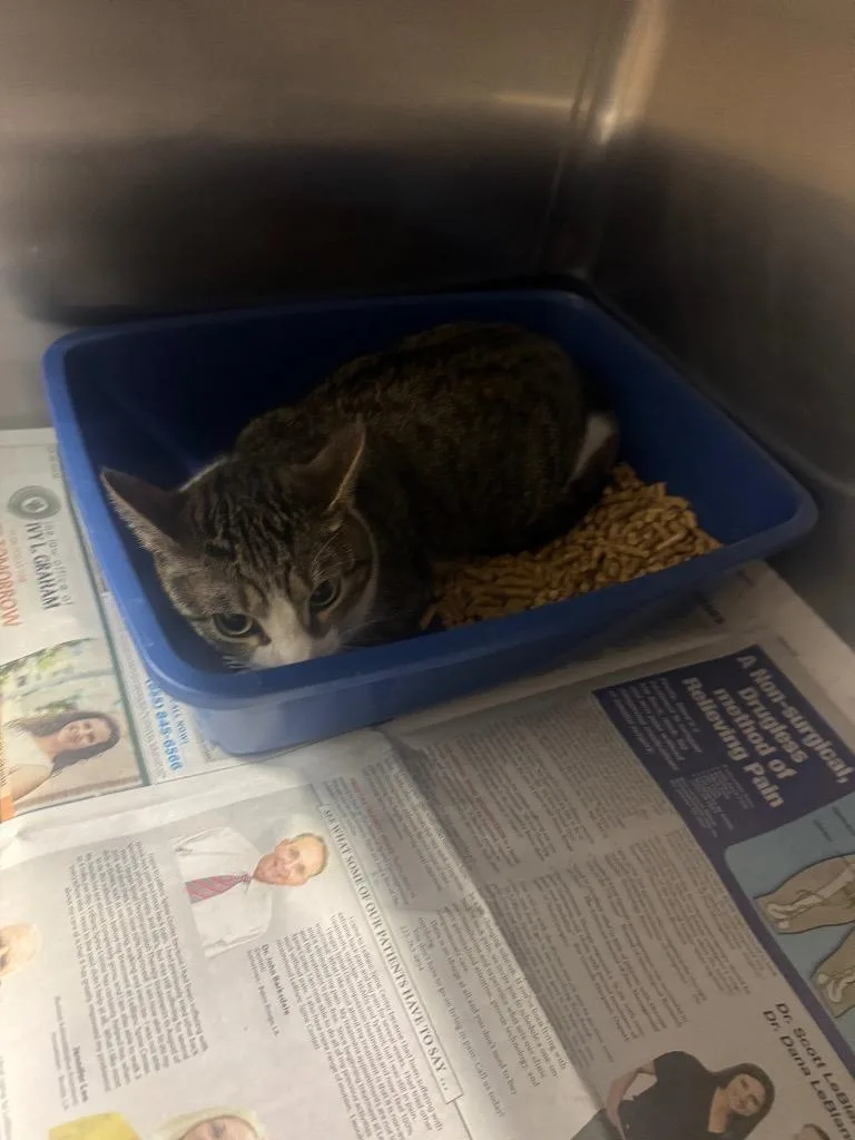 A young medium-sized female Domestic Short Hair cat named Dr. Crusher for adoption in Sorrento, LA