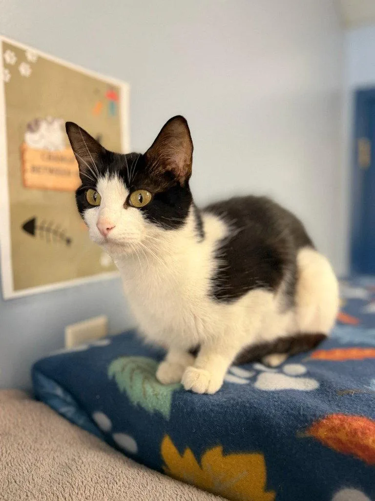 A young medium-sized female Black & White / Tuxedo Domestic Short Hair cat named Frances for adoption in Lovingston, VA
