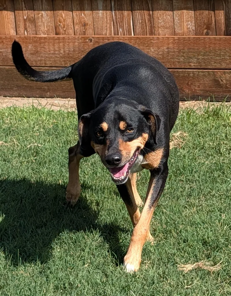 Snoopy A thumbnail 2