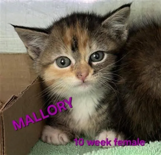 A baby medium-sized female Domestic Short Hair cat named Mallory for adoption in Holbrook, NY