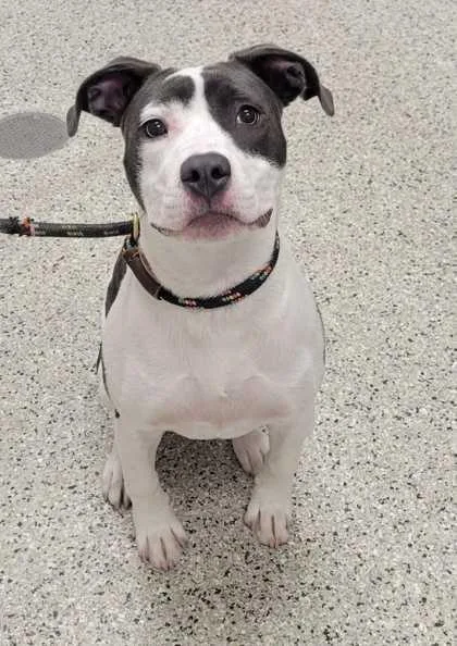 A baby medium-sized female Gray / Blue / Silver Pit Bull Terrier dog named Kida for adoption in Kansas City, MO