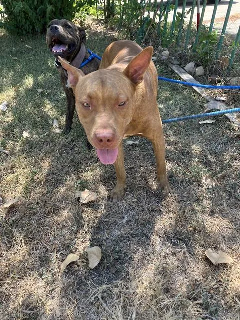 A young medium-sized male Mixed Breed dog named Red for adoption in Dallas, TX