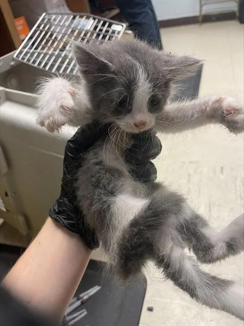 A baby small-sized male Domestic Long Hair cat named Marshmellow for adoption in Stockton, CA