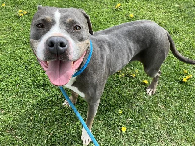 An adult large-sized female Pit Bull Terrier dog named Lola for adoption in Albuquerque, NM