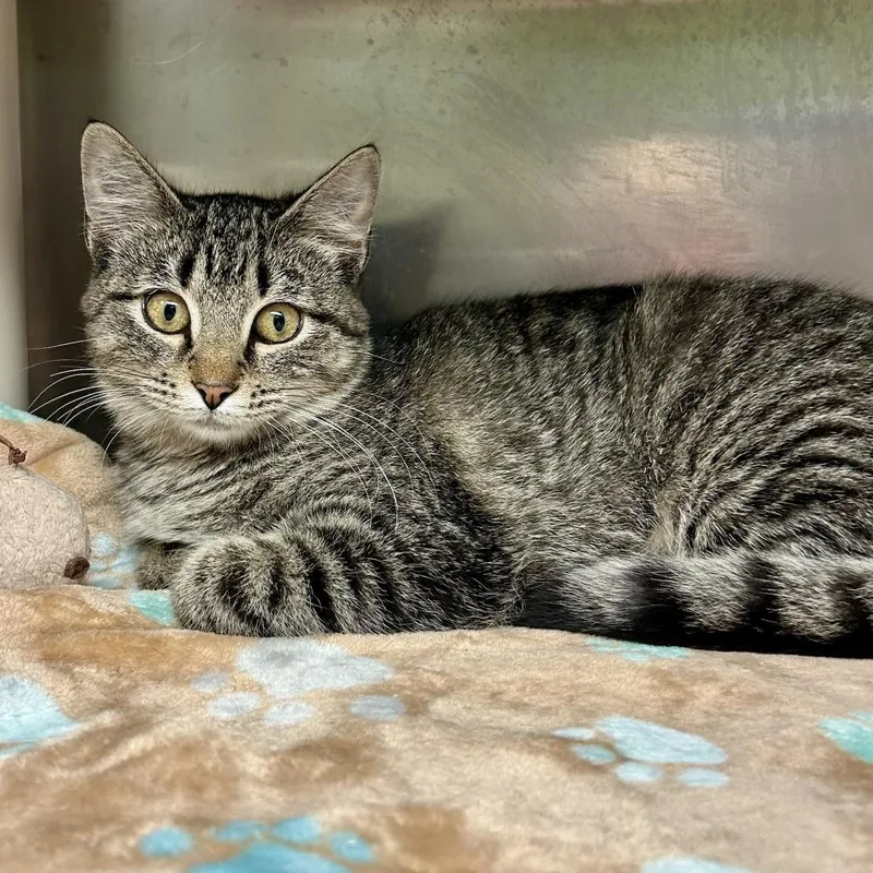 Anastasia thumbnail 2