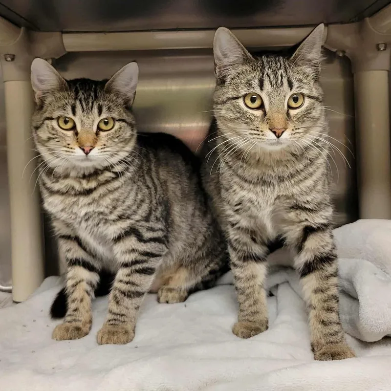 Anastasia thumbnail 3